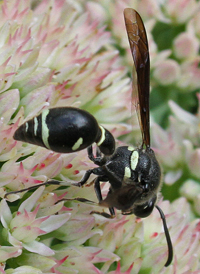 Eumenes fraternus